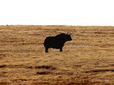 wild yak (Bos mutus)