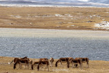 kiang (Equus kiang)