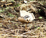 Brown accentor (Prunella fulvescens)