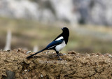 Tibetan magpie (Pica (pica) tibetana