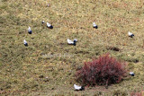 White-eared pheasant (Crossoptilon crossoptilon)