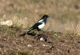 Tibetan magpie (Pica (pica) tibetana