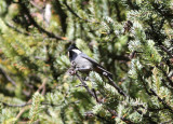 Rufous-vented tit (Parus rubidiventris)