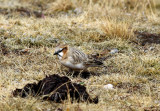 Rufous-necked snowfinch (Pyrgilauda ruficollis)