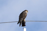 Saker falcon (Falco cherrug)