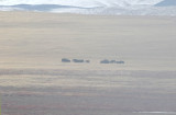 Heard of wild yaks (Bos mutus)