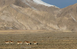 Kiang (Equus kiang)