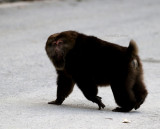 Tibetan macaque (Macaca tibetana)