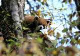 red panda (Ailurus fulgens)
