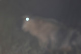 Our first  golden takin (Budorcas taxicolor bedfordi) initially appeared like gnomes in the gentle forest mist.