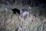 Golden takin. Our firs individuals were seen at night during spotlighting.