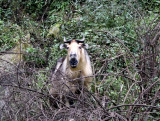 Best way to assess what subspecies it is, is to study where you are. (See trip report p 29)