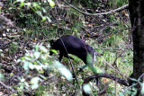 Tufted deer (Elaphodus cephalophus) may now be endemic to China, not seen in Myanmar since 2008. (See trip report p 28)