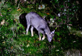 Chinese goral (Naemorhedus griseus)