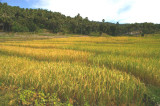 Baucau rice paddies