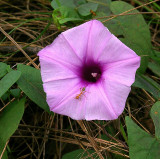 Slender Bindweed (Ipomoea gracilis)