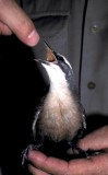 Grey-crowned Babbler chick