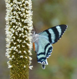 Zodiac Moth (Alcides metaurus) underside