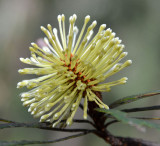 Northern Forest Banksia (Banksia aquilonia)