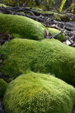 moss