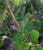 Plectranthus sp