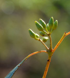 Pumpkin Gum (Eucalyptus pachycalyx)