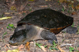 Saw-shelled Turtle (Myuchelys latisternum)