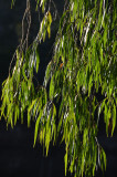 Weeping Paperbark (Melaleuca leucadendra)
