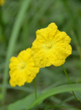 Vegetable Sponge (Luffa aegyptiaca)