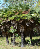 Northern Fan-palm (Livistona muelleri)