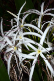 Swamp Lily (Crinum pedunculatum)