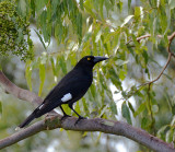 Pied Currawong