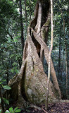 rainforest tree