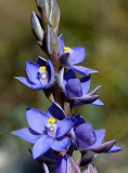 a sun-orchid (Thelymitra sp)