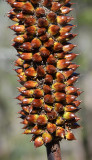 Northern Forest Grass-tree (Xanthorrhoea johnsonii)