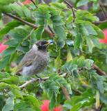 Bridled Honeyeater