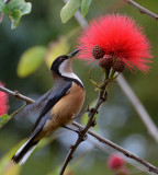 Eastern Spinebill