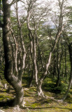 Argentina Tierra del Fuego elfin forest