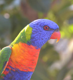 Rainbow Lorikeet