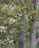 Inland White Mahogany (Eucalyptus mediocris)