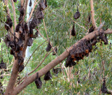 roosting Little Red Flying-foxes