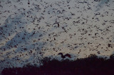Little Red Flying-foxes