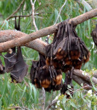 roosting Little Red Flying-foxes