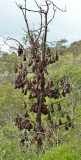 Little Red Flying-foxes roosting