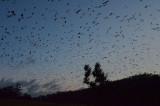 dusk fly-out of Little Red Flying-foxes