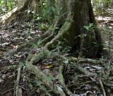 surface roots