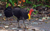 Australian Brush-turkey