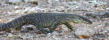 Lace Monitor (Varanus varius)