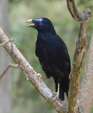 Satin Bowerbird male