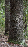Hoop Pine (Araucaria cunninghamii)
